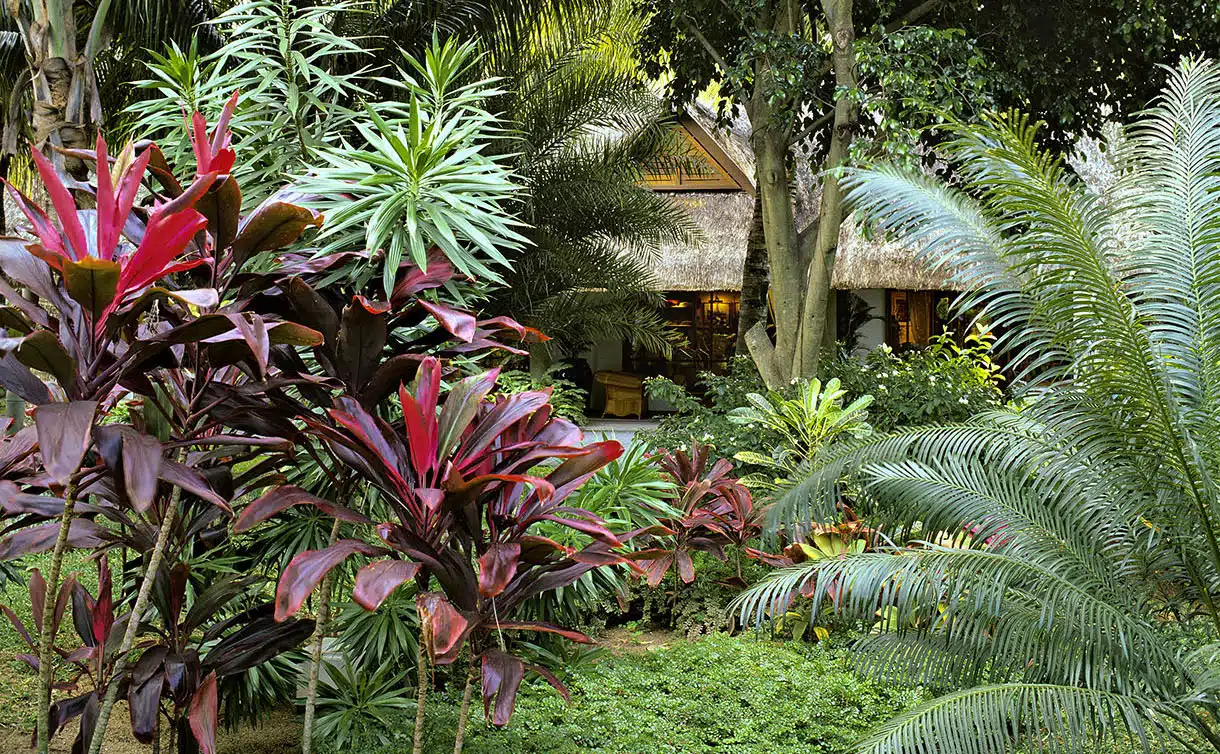 Quelle plante privilégier pour avoir de l’ombre dans son jardin ?